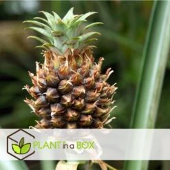 Ananasplant Mi Amigo - Pot 12cm - Hoogte 35-45cm -Goedkope Planten winkel 1000030989 0103