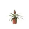 Ananasplant Mi Amigo - Pot 12cm - Hoogte 35-45cm -Goedkope Planten winkel 1000030989