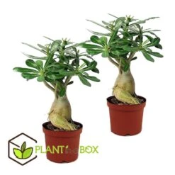 Adenium Obesum - Set Van 2 - Woestijnroos Bloeiend - Pot 10.5cm - Hoogte 25-40cm -Goedkope Planten winkel 1000030993 0102
