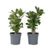 Adenium Obesum - Set Van 2 - Woestijnroos Bloeiend - Pot 10.5cm - Hoogte 25-40cm -Goedkope Planten winkel 1000030993
