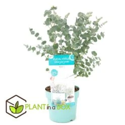 Eucalyptus Pulverulenta - Eucalyptus Struik - Pot 17cm - Hoogte 40-45cm -Goedkope Planten winkel 1000030994 0102