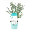 Eucalyptus Pulverulenta - Eucalyptus Struik - Pot 17cm - Hoogte 40-45cm -Goedkope Planten winkel 1000030994