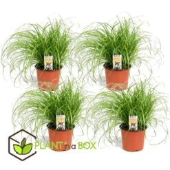 Goedkope Planten winkel -Goedkope Planten winkel 1000030996 0101