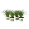Cyperus - Set Van 4 - Kattengras - Pot 12cm - Hoogte 30-40cm 8 Cyperus - Set Van 4 - Kattengras - Pot 12cm - Hoogte 30-40cm -Goedkope Planten winkel 1000030996