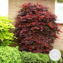 Acer 'Atropurpureum' - Japanse Esdoorn- ⌀13 Cm - ↕25-35 Cm -Goedkope Planten winkel 1000034152 0101