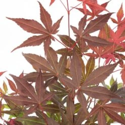 Acer 'Atropurpureum' - Japanse Esdoorn- ⌀13 Cm - ↕25-35 Cm -Goedkope Planten winkel 1000034152 0103