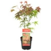 Acer 'Atropurpureum' - Japanse Esdoorn- ⌀13 Cm - ↕25-35 Cm -Goedkope Planten winkel 1000034152