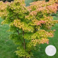 Acer Palmatum 'Orange Dream' - Japanse Esdoorn - ⌀10,5 Cm - ↕25-30 Cm -Goedkope Planten winkel 1000034155 0101