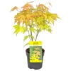 Acer Palmatum 'Orange Dream' - Japanse Esdoorn - ⌀10,5 Cm - ↕25-30 Cm -Goedkope Planten winkel 1000034155