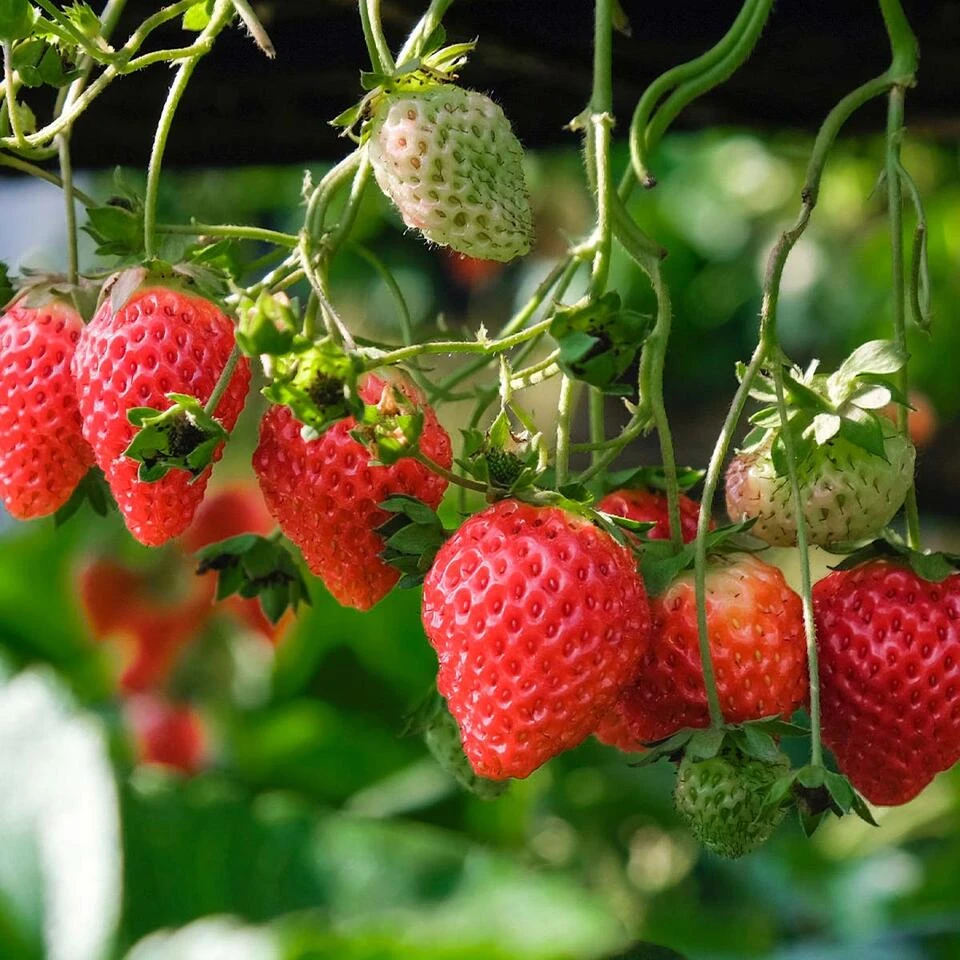 Fragaria Delizzimo – Aardbei – ⌀13 Cm – ↕15-20 Cm 2 Fragaria Delizzimo – Aardbei – ⌀13 Cm – ↕15-20 Cm - Afbeelding 2