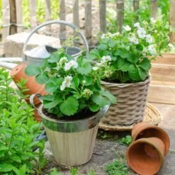 Fragaria Delizzimo – Aardbei – ⌀13 Cm – ↕15-20 Cm 6 Fragaria Delizzimo – Aardbei – ⌀13 Cm – ↕15-20 Cm -Goedkope Planten winkel 1000041490 0103