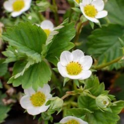 Fragaria Delizzimo – Aardbei – ⌀13 Cm – ↕15-20 Cm 7 Fragaria Delizzimo – Aardbei – ⌀13 Cm – ↕15-20 Cm -Goedkope Planten winkel 1000041490 0104