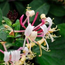 Lonicera Henryi – Kamperfoelie – Pot 15 CM - Hoogte 60-70 CM -Goedkope Planten winkel 1000041491 0103