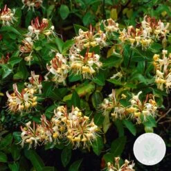 Lonicera Henryi – Kamperfoelie – Pot 15 CM - Hoogte 60-70 CM