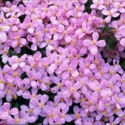 2x Clematis Montana Var. 'Rubens' – Bosrank - ⌀15 Cm - ↕60-70 Cm -Goedkope Planten winkel 1000041493 0103