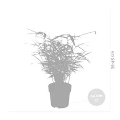 Fargesia Rufa – Bamboe – ⌀14 Cm - ↕35-45 Cm -Goedkope Planten winkel 1000041494 0102