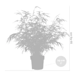 Fargesia Rufa – Bamboe – ⌀19 Cm - ↕55-65 Cm -Goedkope Planten winkel 1000041503 0102
