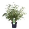 Fargesia Rufa – Bamboe – ⌀19 Cm - ↕55-65 Cm -Goedkope Planten winkel 1000041503
