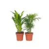 Mini Indoor Palmmix - Set Van 2 - Pot 12cm - Hoogte 25-40cm -Goedkope Planten winkel 1000043633