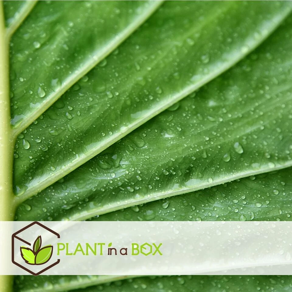 Alocasia Odora - Set Van 2 - "Olifantsoor" - Pot 17cm - Hoogte 55-75cm 2 Alocasia Odora - Set Van 2 - "Olifantsoor" - Pot 17cm - Hoogte 55-75cm - Afbeelding 2