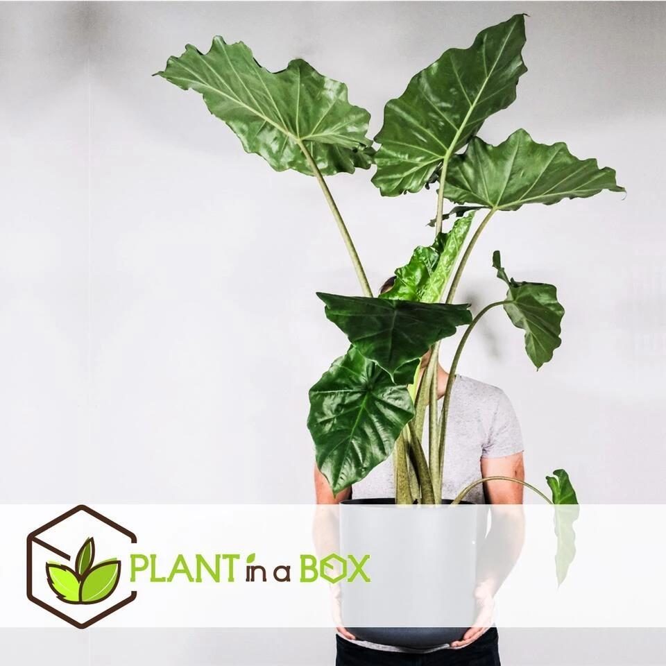 Alocasia Odora - Set Van 2 - "Olifantsoor" - Pot 17cm - Hoogte 55-75cm 4 Alocasia Odora - Set Van 2 - "Olifantsoor" - Pot 17cm - Hoogte 55-75cm - Afbeelding 4