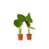 Alocasia Odora - Set Van 2 - "Olifantsoor" - Pot 17cm - Hoogte 55-75cm -Goedkope Planten winkel 1000043634