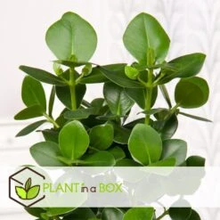 Clusia Rosea Princess - Set Van 2 - Pot 12cm - Hoogte 25-35cm -Goedkope Planten winkel 1000043639 0102