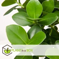 Clusia Rosea Princess - Set Van 2 - Pot 12cm - Hoogte 25-35cm -Goedkope Planten winkel 1000043639 0103