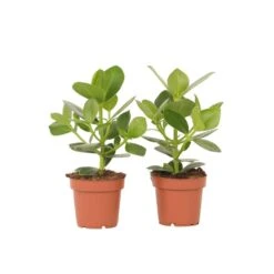 Clusia Rosea Princess - Set Van 2 - Pot 12cm - Hoogte 25-35cm