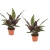 Calathea Insignis - Set Van 2 - Marantaceae - Pot 12cm - Hoogte 30-40cm -Goedkope Planten winkel 1000043640