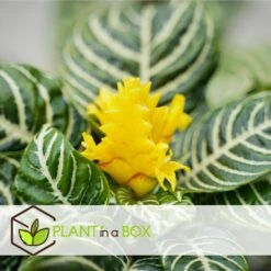 Aphelandra - Set Van 2 - Zebraplant - Pot 13cm - Hoogte 25-45cm -Goedkope Planten winkel 1000043641 0102