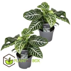 Aphelandra - Set Van 2 - Zebraplant - Pot 13cm - Hoogte 25-45cm -Goedkope Planten winkel 1000043641 0103