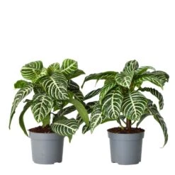 Aphelandra - Set Van 2 - Zebraplant - Pot 13cm - Hoogte 25-45cm