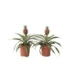 Ananasplant Mi Amigo - Set Van 2 - Pot 12cm - Hoogte 35-45cm -Goedkope Planten winkel 1000043643