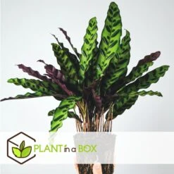Calathea Insignis - Marantaceae - Pot 12cm - Hoogte 30-40cm 6 Calathea Insignis - Marantaceae - Pot 12cm - Hoogte 30-40cm -Goedkope Planten winkel 1000043648 0102