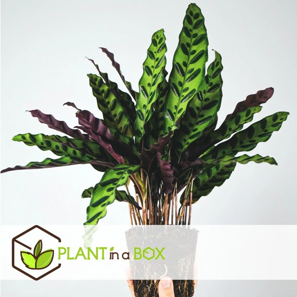Calathea Insignis - Marantaceae - Pot 12cm - Hoogte 30-40cm 3 Calathea Insignis - Marantaceae - Pot 12cm - Hoogte 30-40cm - Afbeelding 3