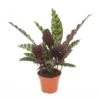 Calathea Insignis - Marantaceae - Pot 12cm - Hoogte 30-40cm