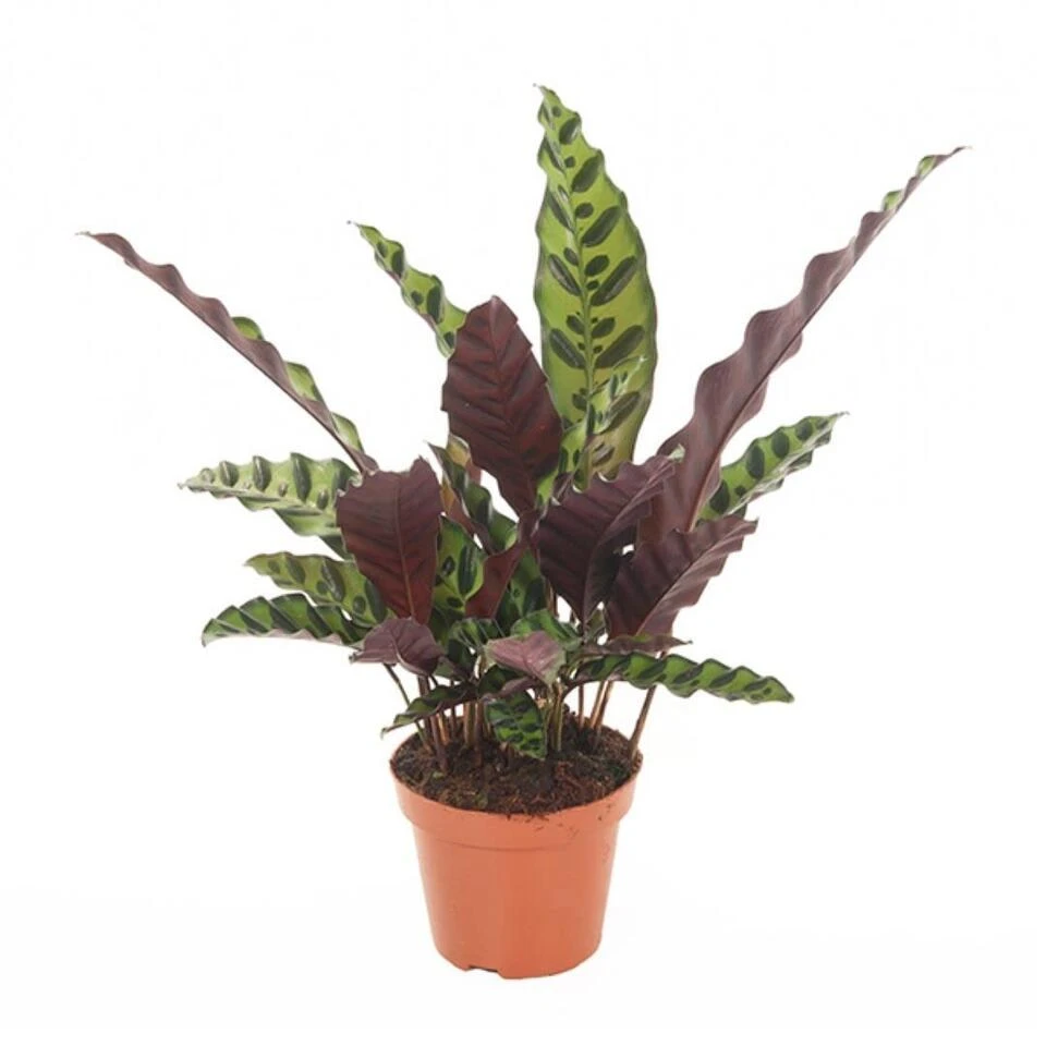 Calathea Insignis - Marantaceae - Pot 12cm - Hoogte 30-40cm 1 Calathea Insignis - Marantaceae - Pot 12cm - Hoogte 30-40cm