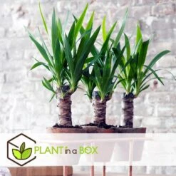 Yucca Elephantipes - Set Van 2 - Kamerpalm - Pot 17cm - Hoogte 70-80cm -Goedkope Planten winkel 1000043652 0102