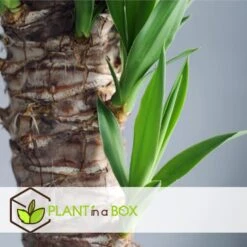 Yucca Elephantipes - Set Van 2 - Kamerpalm - Pot 17cm - Hoogte 70-80cm -Goedkope Planten winkel 1000043652 0103