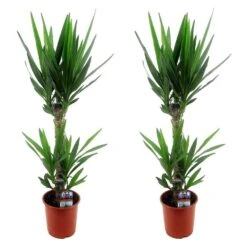 Yucca Elephantipes - Set Van 2 - Kamerpalm - Pot 17cm - Hoogte 70-80cm