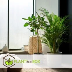 Dypsis Lutescens - Set Van 2 - Areca Goudpalm - Pot 21cm - Hoogte 100-120cm -Goedkope Planten winkel 1000043655 0103