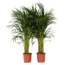 Dypsis Lutescens - Set Van 2 - Areca Goudpalm - Pot 21cm - Hoogte 100-120cm