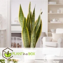 Sansevieria Laurentii - Set Van 2 - Vrouwentong - Pot 12cm - Hoogte 30-40cm -Goedkope Planten winkel 1000043656 0103
