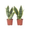 Sansevieria Laurentii - Set Van 2 - Vrouwentong - Pot 12cm - Hoogte 30-40cm -Goedkope Planten winkel 1000043656