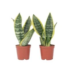 Sansevieria Laurentii - Set Van 2 - Vrouwentong - Pot 12cm - Hoogte 30-40cm