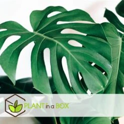 XL Monstera Deliciosa - Set Van 2 - Pot 21cm - Hoogte 70-80cm -Goedkope Planten winkel 1000043659 0102