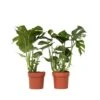XL Monstera Deliciosa - Set Van 2 - Pot 21cm - Hoogte 70-80cm -Goedkope Planten winkel 1000043659