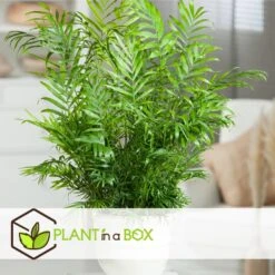 Mini Idoor Palmmix - Set Van 4 - Pot 12cm - Hoogte 25-40cm -Goedkope Planten winkel 1000043661 0102