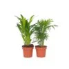Mini Idoor Palmmix - Set Van 4 - Pot 12cm - Hoogte 25-40cm -Goedkope Planten winkel 1000043661